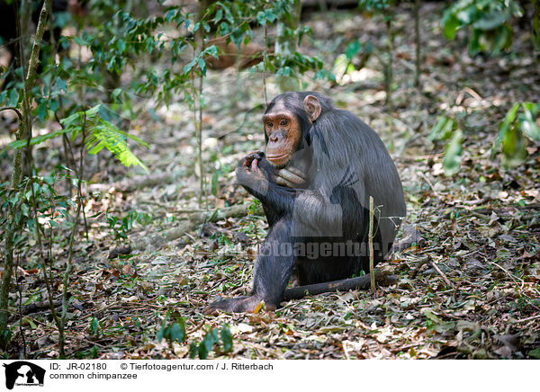 common chimpanzee / JR-02180