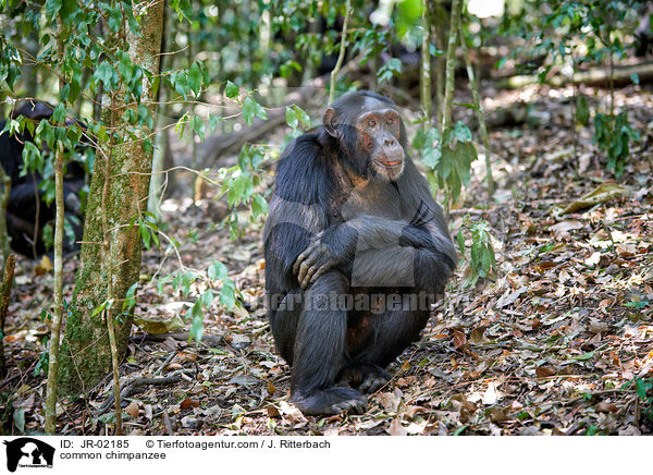 common chimpanzee / JR-02185