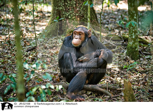 Schimpanse / common chimpanzee / JR-02188