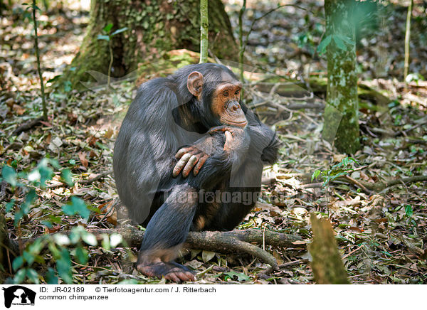 common chimpanzee / JR-02189