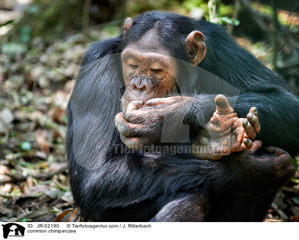 common chimpanzee / JR-02190