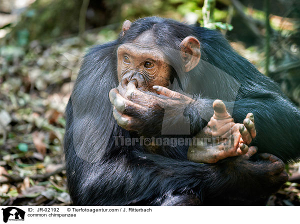 common chimpanzee / JR-02192