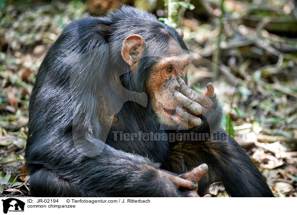 common chimpanzee / JR-02194