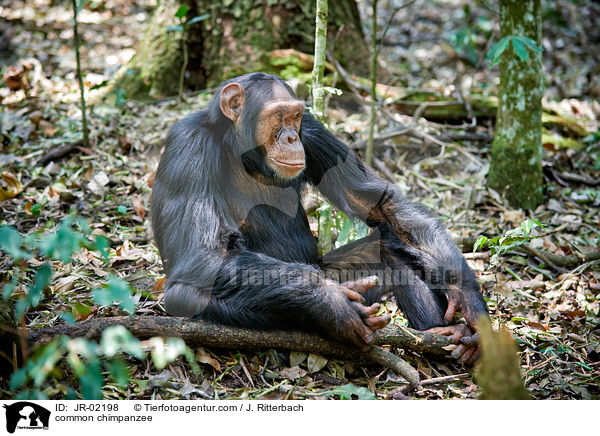 Schimpanse / common chimpanzee / JR-02198