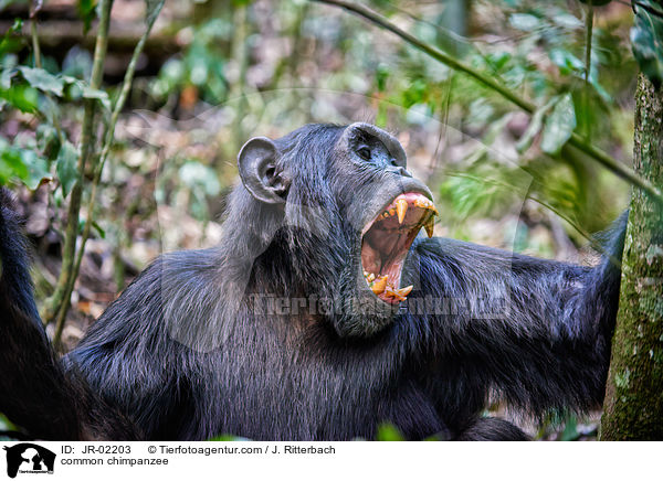common chimpanzee / JR-02203