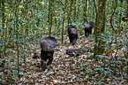 common chimpanzees