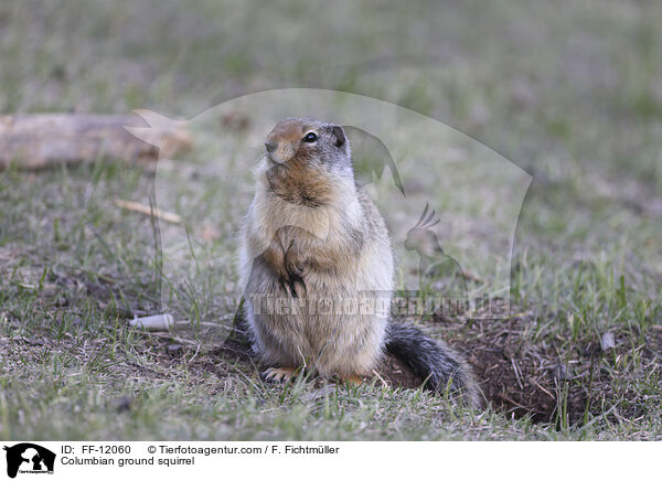 Columbia-Ziesel / Columbian ground squirrel / FF-12060