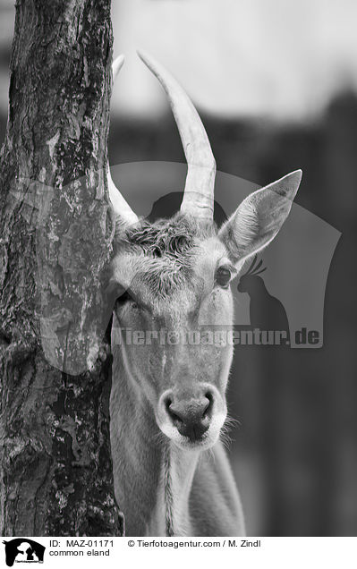 common eland / MAZ-01171