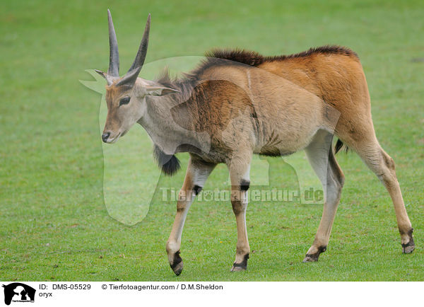 Elenantilope / oryx / DMS-05529