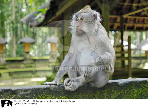 Javaneraffe / cynomolgus monkey / JR-02551