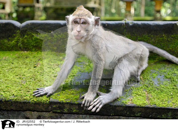 Javaneraffe / cynomolgus monkey / JR-02552