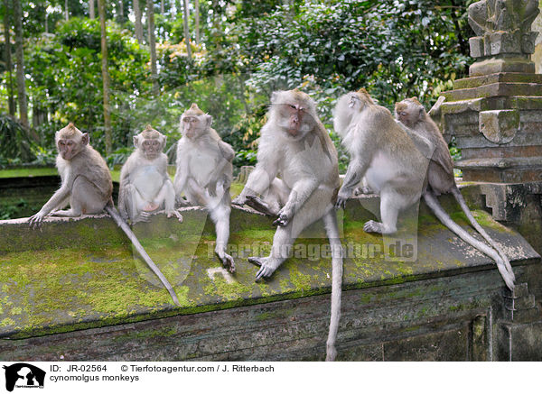 Javaneraffen / cynomolgus monkeys / JR-02564