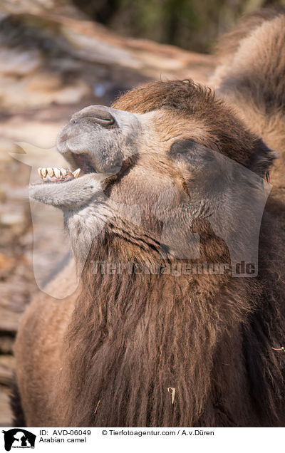 Arabian camel / AVD-06049