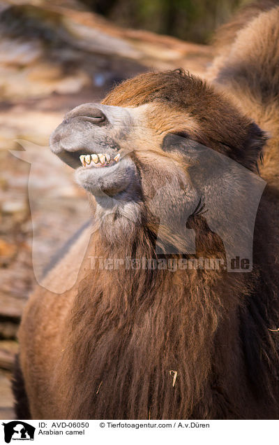 Arabian camel / AVD-06050