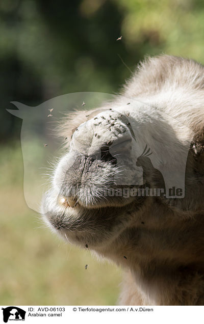 Arabian camel / AVD-06103
