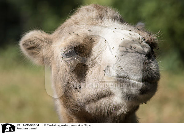 Arabian camel / AVD-06104