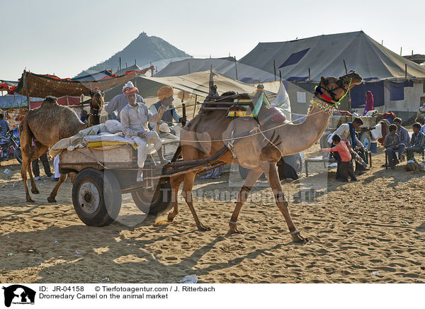 Dromedary Camel on the animal market / JR-04158