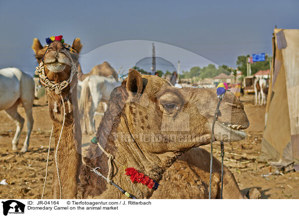 Dromedary Camel on the animal market / JR-04164