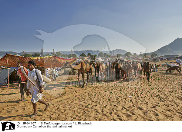 Dromedary Camel on the animal market / JR-04167