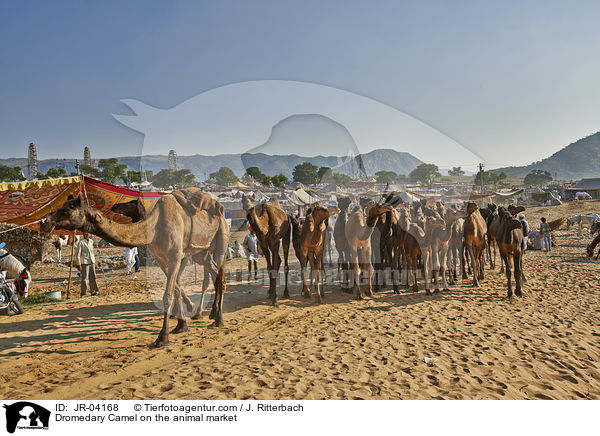 Dromedary Camel on the animal market / JR-04168