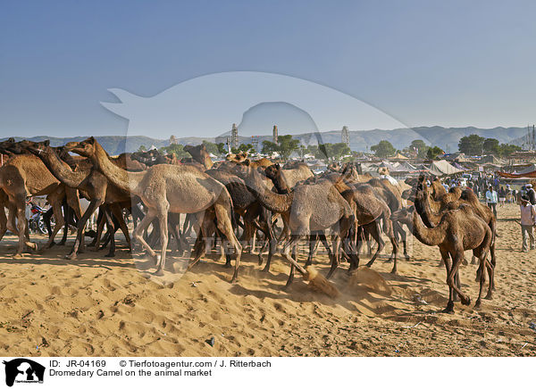 Dromedary Camel on the animal market / JR-04169