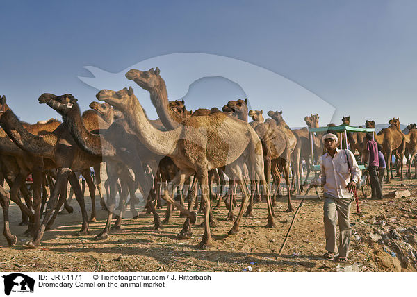 Dromedary Camel on the animal market / JR-04171