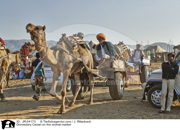 Dromedary Camel on the animal market / JR-04173