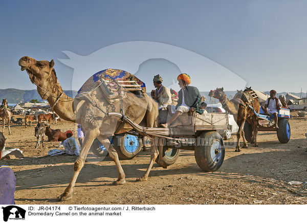 Dromedary Camel on the animal market / JR-04174