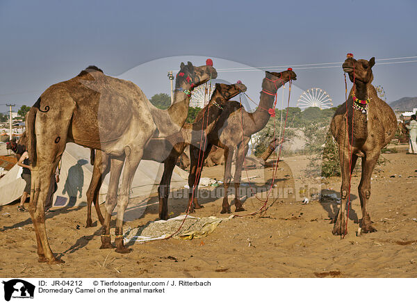 Dromedary Camel on the animal market / JR-04212