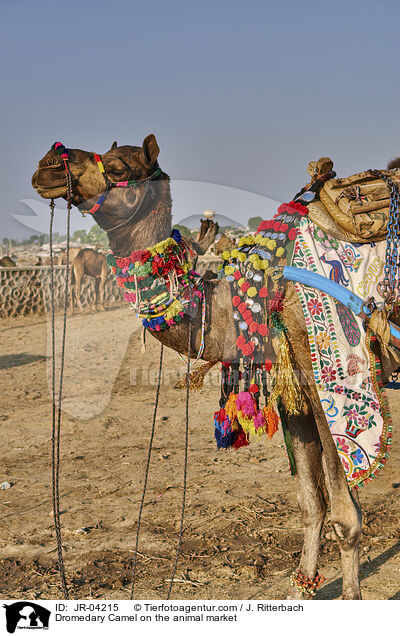 Dromedary Camel on the animal market / JR-04215