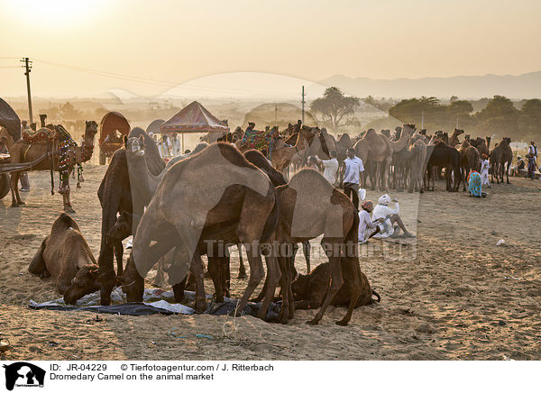 Dromedary Camel on the animal market / JR-04229