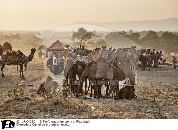 Dromedary Camel on the animal market / JR-04230