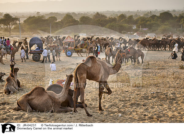 Dromedary Camel on the animal market / JR-04231