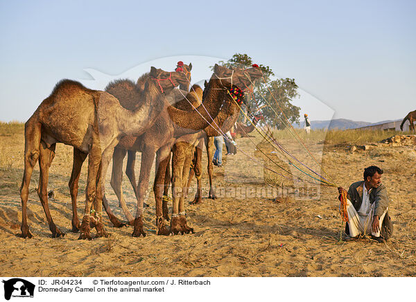Dromedary Camel on the animal market / JR-04234
