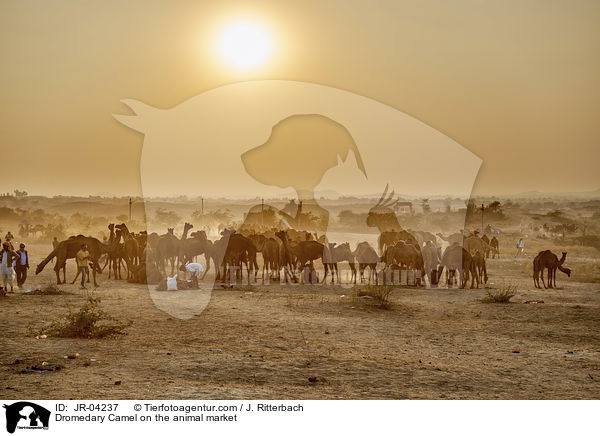 Dromedare auf dem Viehmarkt / Dromedary Camel on the animal market / JR-04237