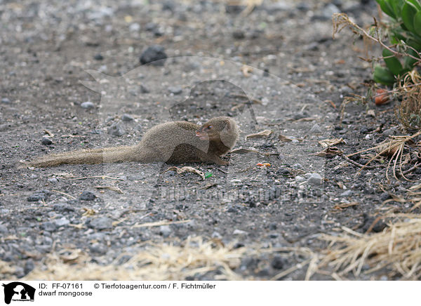 dwarf mongoose / FF-07161