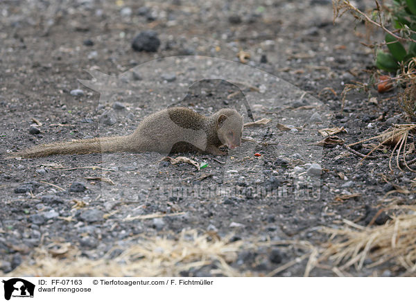 dwarf mongoose / FF-07163