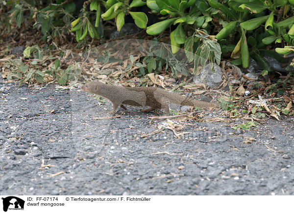 dwarf mongoose / FF-07174