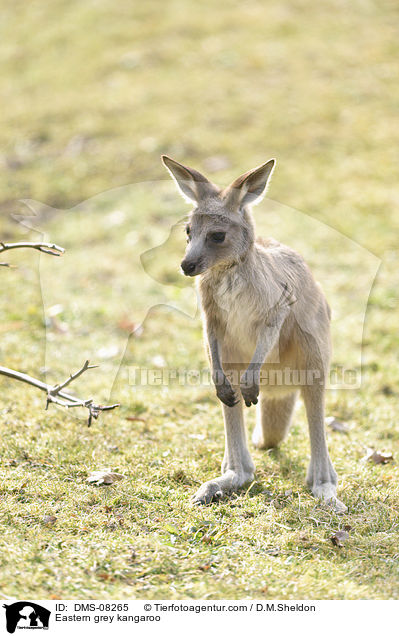Eastern grey kangaroo / DMS-08265