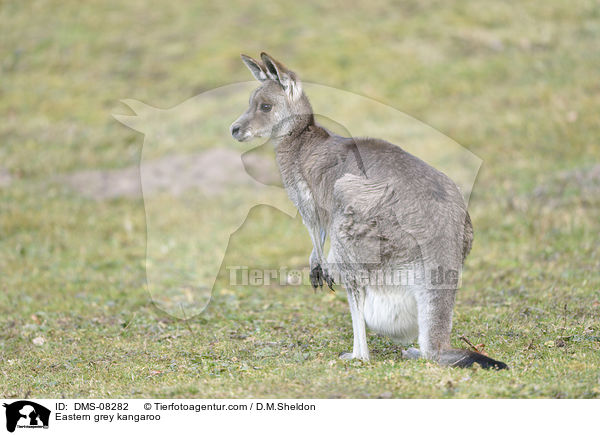 Eastern grey kangaroo / DMS-08282
