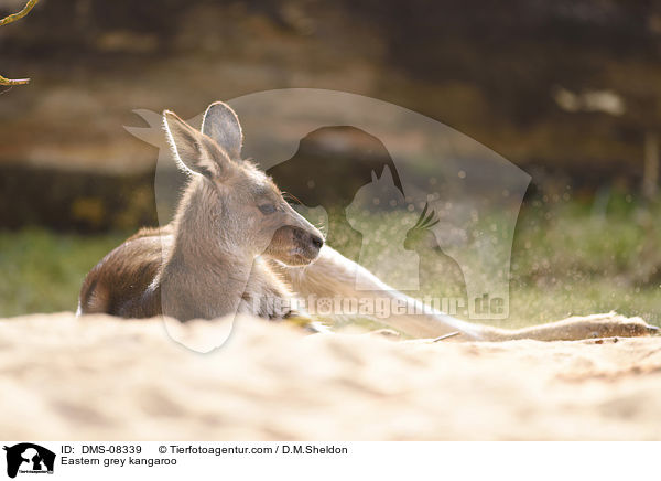 Eastern grey kangaroo / DMS-08339