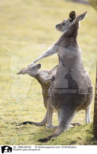 Eastern grey kangaroos / DMS-08340