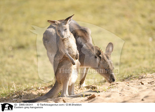 Eastern grey kangaroos / DMS-08341
