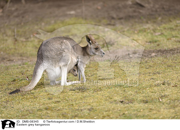 Eastern grey kangaroos / DMS-08345