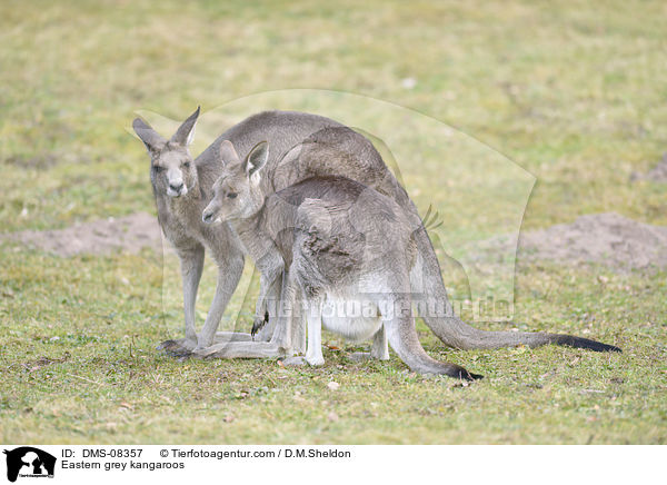 Eastern grey kangaroos / DMS-08357