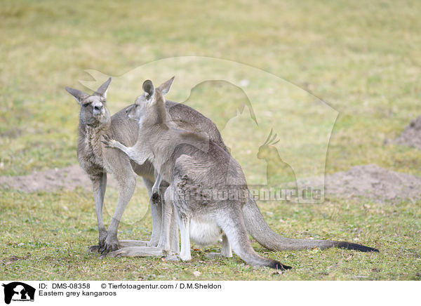 Eastern grey kangaroos / DMS-08358
