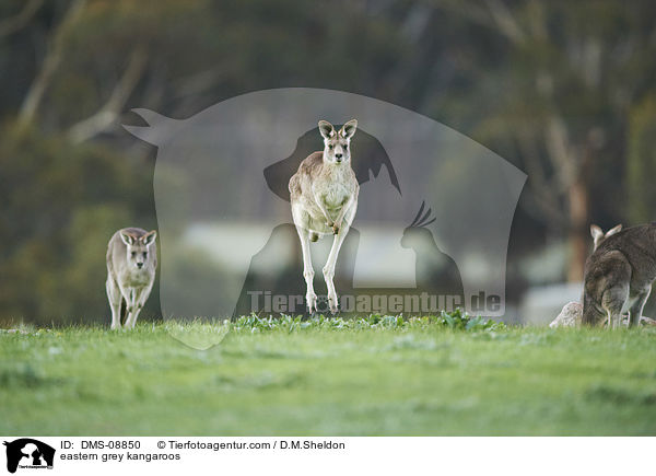 eastern grey kangaroos / DMS-08850