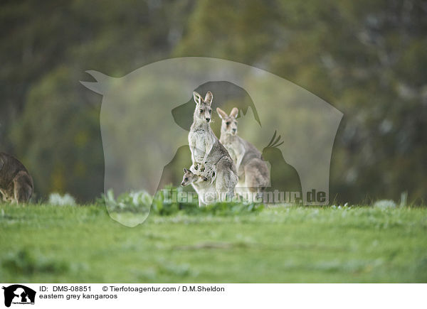 eastern grey kangaroos / DMS-08851
