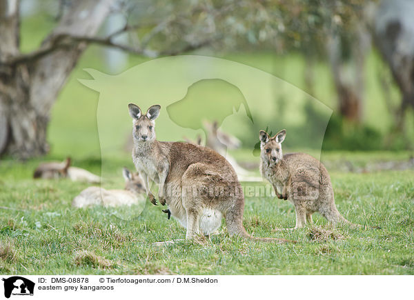 eastern grey kangaroos / DMS-08878