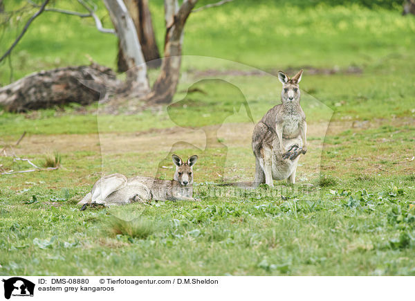 eastern grey kangaroos / DMS-08880